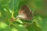 Purple Hairstreak 3