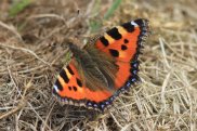 Small Tortoiseshell