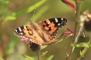 Painted Lady 2