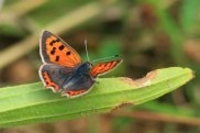 Small Copper 2