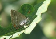 Purple Hairstreak