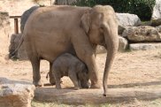 Elephant & Young