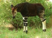 Okapi