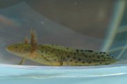 Great Crested Newt 2