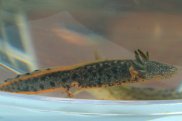 Great Crested Newt