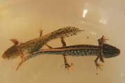 Great Crested Newt 3