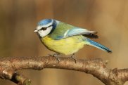 Blue Tit 3