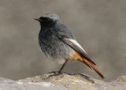 Black Redstart 5