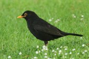 Blackbird