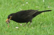 Blackbird 4