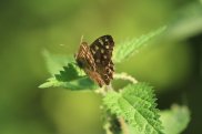 Speckled Wood 2