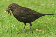Blackbird 3