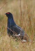 Black Grouse