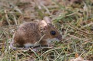 Wood Mouse