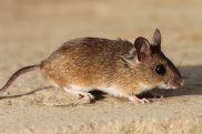 Wood Mouse 2