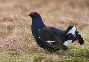 Black Grouse 1