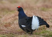 Black Grouse 3