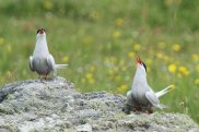Arctic Terns