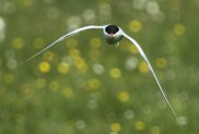 Arctic Tern 2