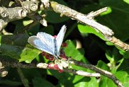 Holly Blue