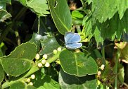 Holly Blue 2