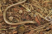 Sloworm 2