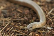 Sloworm