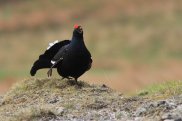 Black Grouse 2