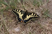 Swallowtail 3