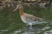 Black Tailed Godwit