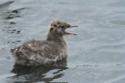 Black Headed Gull Juv