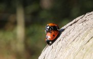 Ladybirds