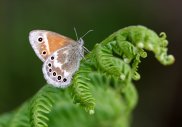 Large Heath