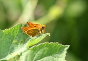 large skipper
