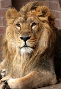 Lion 2