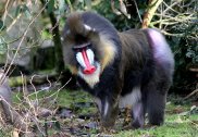 Mandrill 2