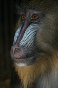 Mandrill