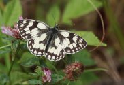 Marbled White