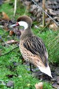 Bahama Pintail