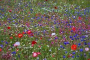Meadow