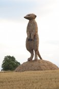 Straw Meerkat Day