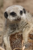 Meerkat Kit