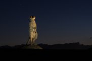 Straw Meerkat Night