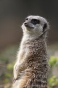 Meerkat