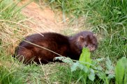 Mink 2