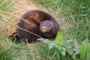 Mink