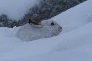 Mountain Hare