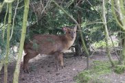 Muntjac Deer
