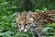 Ocelot