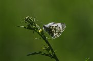 Orange Tip Female